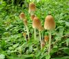 fungi ((photo: Njei M.T)
